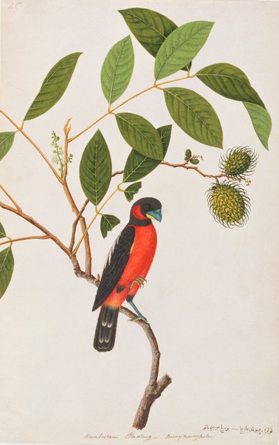 Black-and-red Broadbill, from Drawings of Birds from Malacca, c.1805-18 by Chinese School